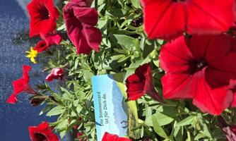 Beautiful red flowers surround a small card. The card reads: "The summer card is here for you."