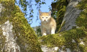 A small, orange kitten explores a tree. In the background, green leaves and a blue sky can be seen.