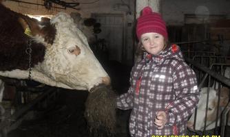A girl is standing in a barn and feeding a cow with hay. The girl is wearing a warm hat and a striped jacket.