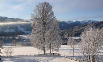 A snowy landscape with tall trees and mountains in the background. The sky is clear and blue, which beautifully complements the winter scene.