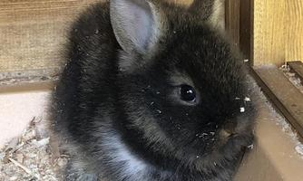 A cute, black rabbit is sitting in a stable. It has soft fur and looks curiously.