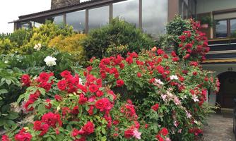 A beautiful house with large windows, surrounded by colorful flowers, especially red roses. The garden is lush and green, creating an inviting atmosphere.