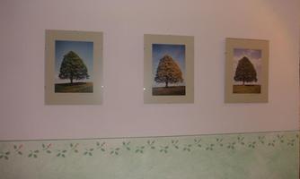 Three pictures of trees are hanging on a wall. The frames are light and the images depict different tree species in green landscapes.