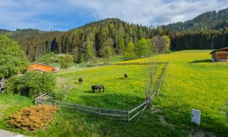 An idyllic meadow with some cows and colorful flowers. In the background, green forests and gentle hills stretch out.