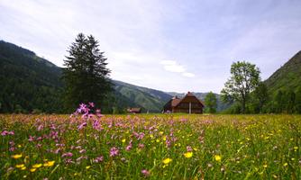 A picturesque meadow with colorful wildflowers and a clear view of the mountains. In the background, a traditional house is visible.