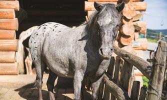 A gray horse stands in front of a wooden stable. In the background, more horses can be seen.