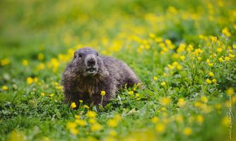 A groundhog is sitting in a meadow full of yellow flowers. The scene appears peaceful and natural.