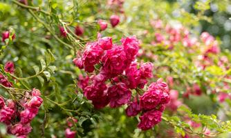A radiant pink surrounded by blooming roses and green foliage. These flowers exude spring feelings.