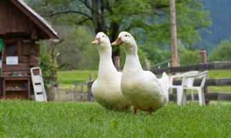 Two white ducks are standing on green grass. In the background, trees and a wooden building are visible.