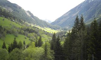 A green, mountainous landscape with tall pine trees and gentle hills. In the background, the mountains and the valley are visible.