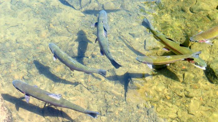 Fischen im Sattentalbach