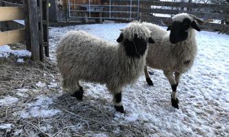 Two sheep with fluffy wool are standing on the snow-covered ground. In the background, there is a wooden barn and a fence.