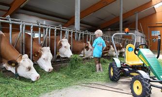 A boy stands next to a small toy tractor and watches cows in a barn. The animals are eating grass and the room is bright and cheerful.