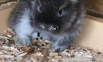 A small, gray rabbit is sitting on a bed of wood shavings. It has some food on its face and looks curiously.