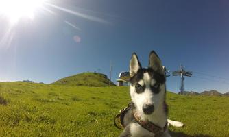 A husky is lying on green grass under a clear blue sky. In the background, gentle hills and a cable car can be seen.