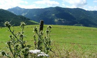 A green meadow with a fence and wildflowers in the foreground. In the background, gentle, wooded hills can be seen.
