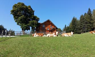 A picturesque alpine hut surrounded by green meadows and trees. In the foreground, cows are lounging peacefully on the grass.