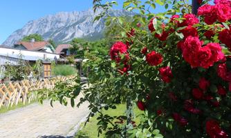 A beautiful garden path with red roses and a mountain backdrop in the background. The sky is clear and blue.