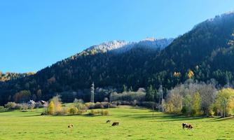 A picturesque landscape with green meadows and cows. In the background, colorful trees and snow-capped mountains can be seen.