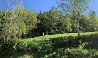 A green meadow with young trees and a blue sky. In the background, forests can be seen.