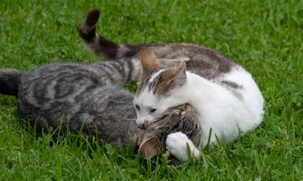Two cats are playing on a green meadow. One cat has gently embraced the other.