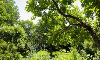 A green landscape with many trees and radiant sunlight. The area feels fresh and inviting, perfect for a walk in nature.