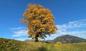 A majestic tree with bright yellow leaves stands on a hill. In the background, mountains and a blue sky can be seen.