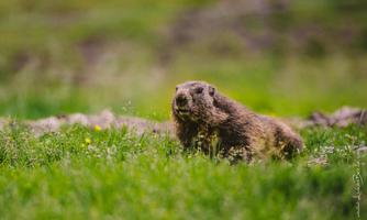 A marmot is sitting in the green grass. The scene shows a natural environment with gentle hills in the background.