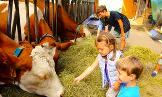 Two children are feeding cows in a barn. In the background, more cows and an adult can be seen.