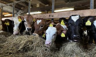 A group of cows is standing in a barn and looking over a haystack. They are wearing yellow ear tags for identification.