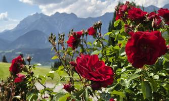 Red roses bloom in front of a majestic mountain landscape. The sky is partly cloudy and the view is breathtaking.