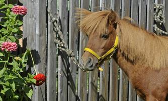 A small pony with long, brown fur is standing next to a wooden fence. Colorful flowers are blooming on the left.