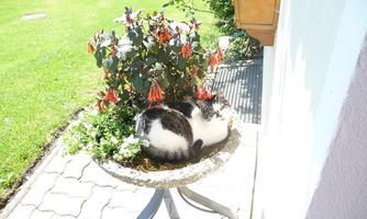 A fat cat is comfortably lying in a flower pot. Colorful flowers are growing all around, and the green of the lawn is clearly visible.