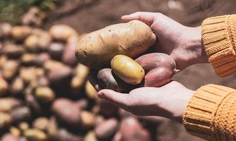 A person is holding various potatoes in their hands. In the background, more potatoes can be seen on the ground.