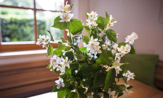 A bouquet with white flowers and green leaves stands on a table. In the background, a window with a view of greenery is visible.