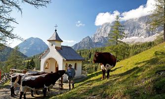 A picturesque mountain village with a small chapel and cows grazing in the meadow. In the background, impressive mountains and a blue sky can be seen.