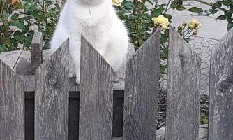 A white cat with black spots is sitting on a wooden fence. In the background, yellow roses and a green landscape can be seen.