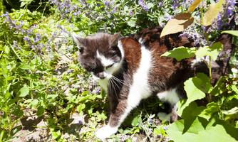 A cat with black and white fur stands among colorful plants. In the background, purple flowers can be seen.