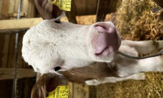 A young calf with brown and white spots stands in a barn. It has yellow ear tags and is looking directly at the camera.