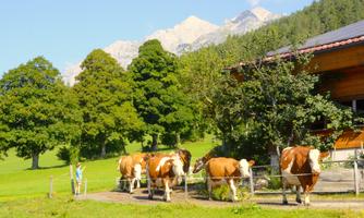 A picturesque landscape with cows passing by a farmhouse. In the background, green trees and majestic mountains can be seen.