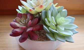 A beautiful arrangement of succulents in a white pot. The plants have different colors and shapes.