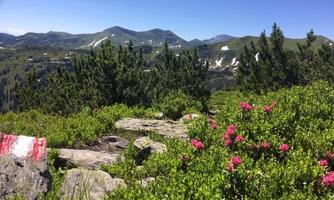 A picturesque mountain landscape with green shrubs and vibrant pink flowers. In the background, gentle hills and a clear blue sky can be seen.