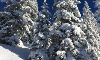 A winter landscape with snow-covered fir trees and a clear blue sky. The scene radiates tranquility and cold.