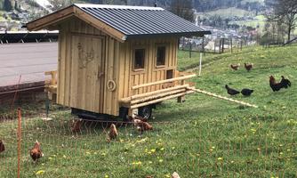 A small wooden house for chickens stands on a meadow. Several chickens are running around the house.
