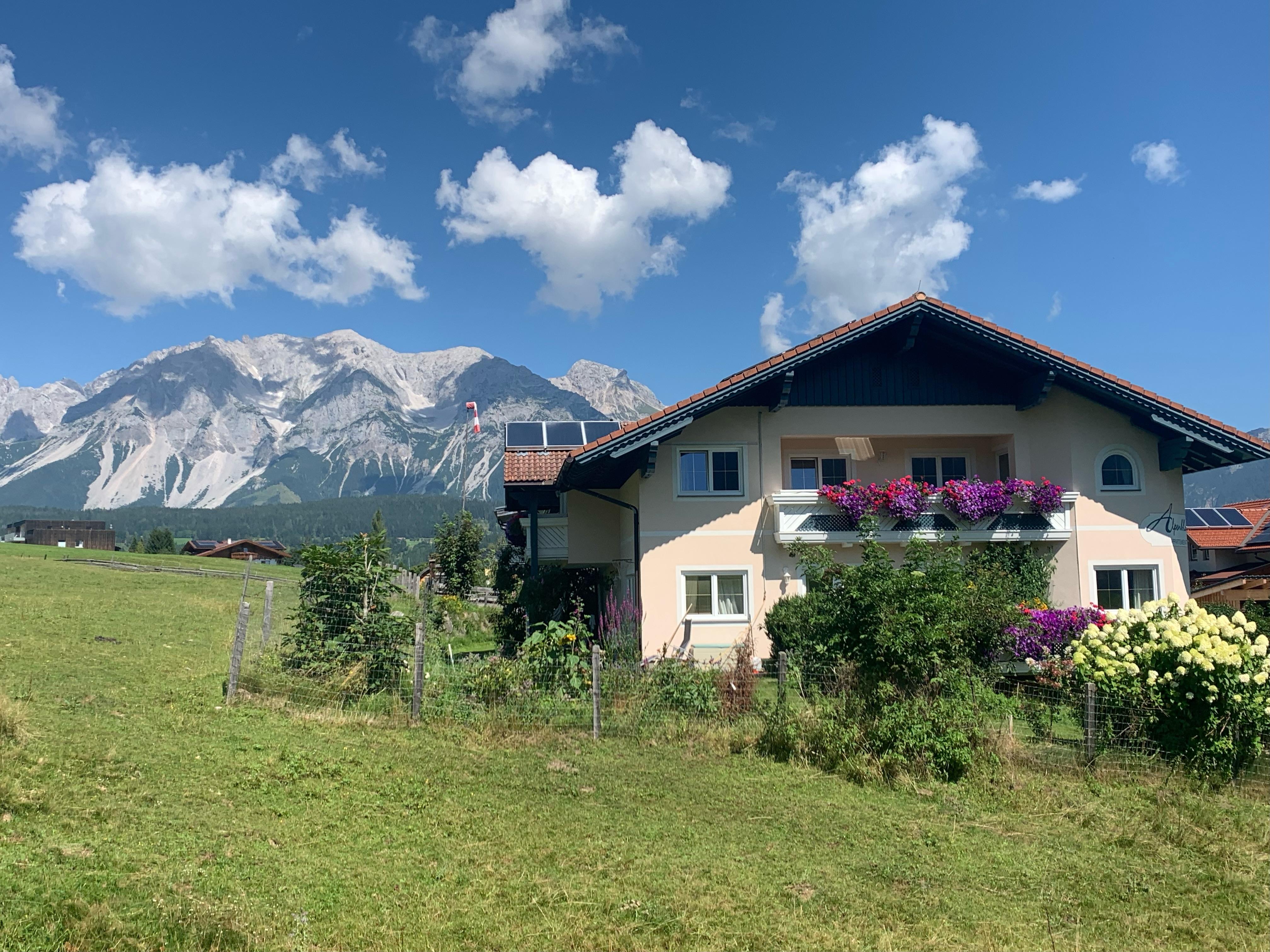 Alpenblume