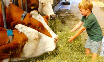 A boy is feeding cows hay in a barn. The cows are standing calmly and enjoying the feeding.