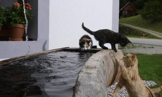 Three cats are playing near a stream in front of a house. A black cat is looking into the water while an orange cat is trying to climb in.