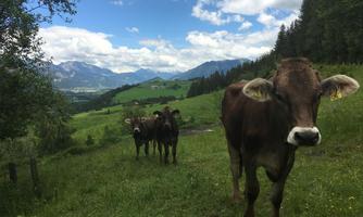A meadow with several cows in front of a picturesque mountain landscape. The sky is clear and there is plenty of green grass.