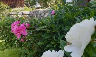 Colorful flowers in a well-tended garden, including pink and white peonies. In the background, wooden buildings and green trees are visible.