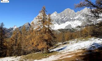 A picturesque mountain landscape with snow-covered peaks and golden larches. The clear blue sky completes the view.